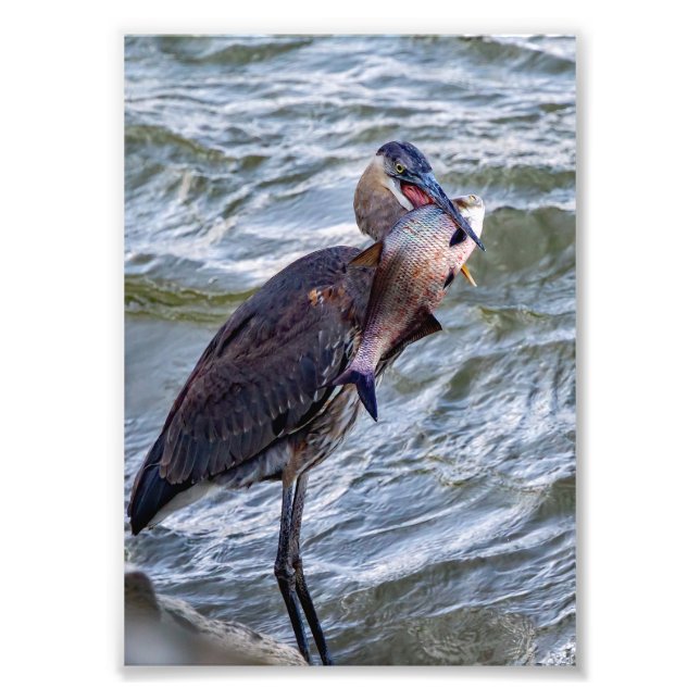 Aus Great Blue Heron anzeigen Fotodruck (Vorne)
