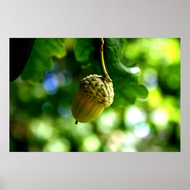 Aus kleinen Eichen wachsen mächtige Eichen Poster (Vorne)