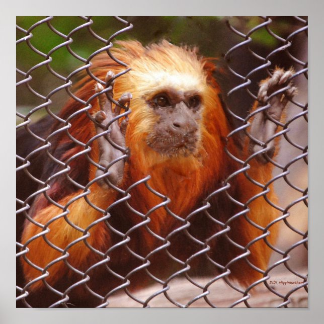 Ausbruch Poster (Vorne)