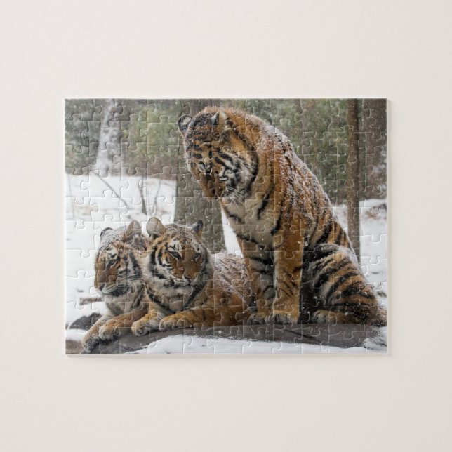 Ausdehnen des Tigers Puzzle (Horizontal)
