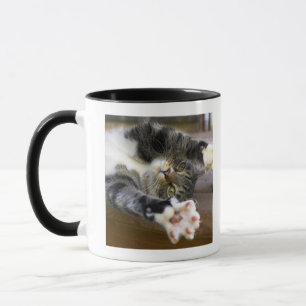 Ausdehnende Katze, zuhause Tasse