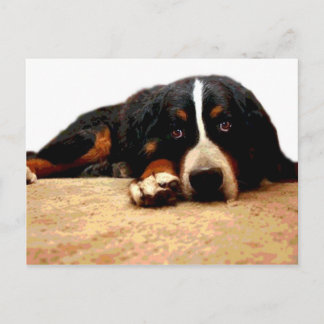 Ausgereifter Bernese Gebirgshund Postkarte