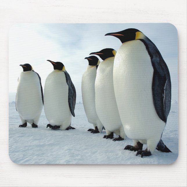 Ausgerichtete Kaiser-Pinguine Mousepad (Vorne)