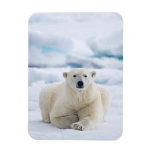 Ausgewachsener Eisbär auf dem sommerlichen Packeis Magnet