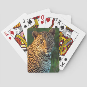 Ausgewachsenes männliches Leopard (Panthera Pardus Spielkarten