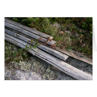 Ausgeworfene Hummerrippen, die sich der Natur wied