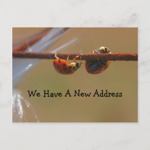 Ausgleich Ladybugs Änderung der Adresse Ankündigungspostkarte