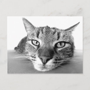 Auskühlen der Postkarte