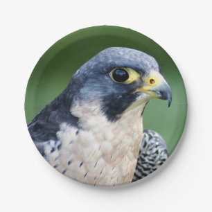 Ausländischer Falke-Gesichts-Foto Pappteller