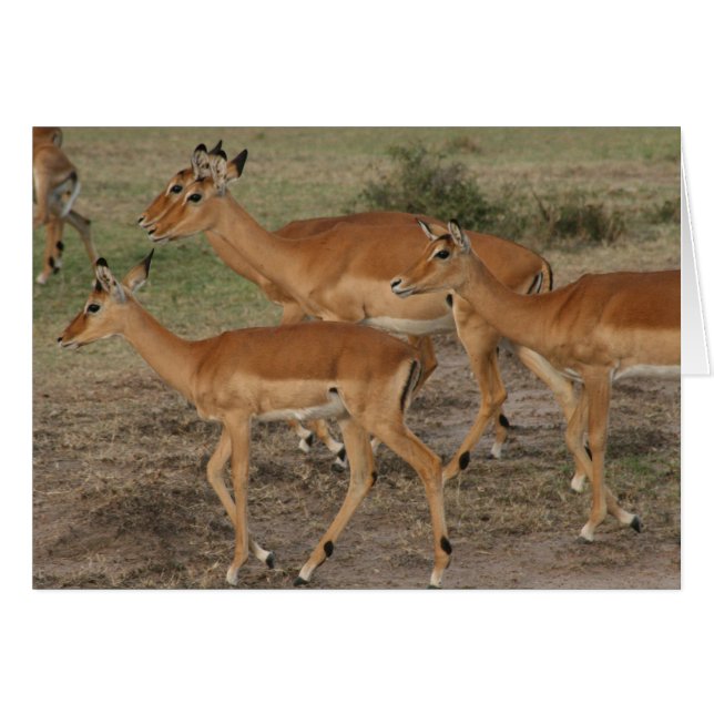 Aussehen (Vorderseite (Horizontal))