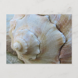 Außenbanken Conch Seashell Postkarte