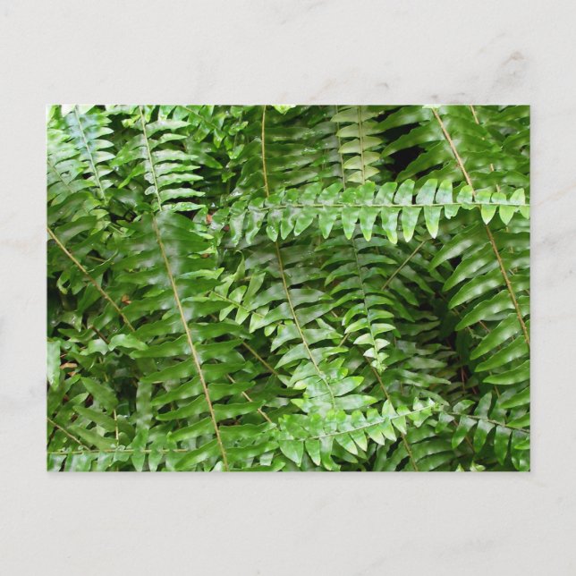 Außengrenzen I Grüne Natur Postkarte (Vorderseite)