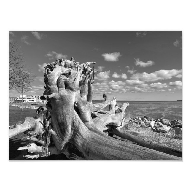 Aussicht auf den Hafen - Plymouth, Massachusetts Fotodruck (Vorne)