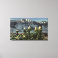 Aussicht auf den San Jacinto, Yucca Mohavensis
