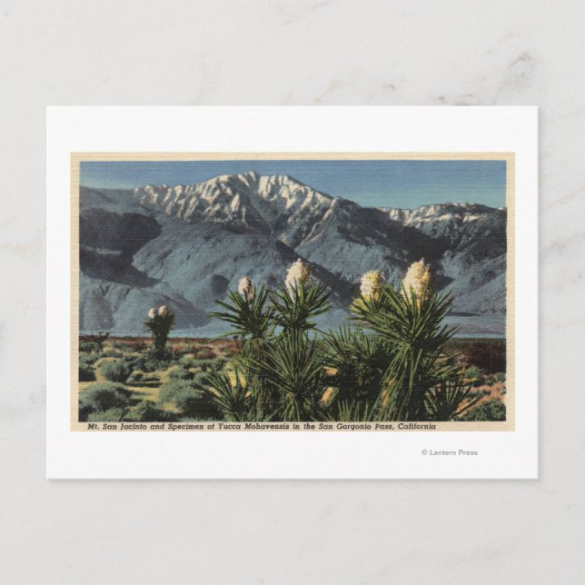 Aussicht auf den San Jacinto, Yucca Mohavensis Postkarte (Vorderseite)