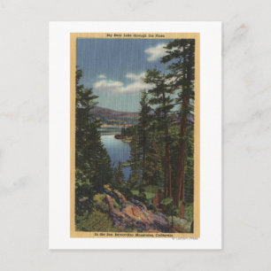 Aussicht auf den See durch die Pinien # 2 Postkarte