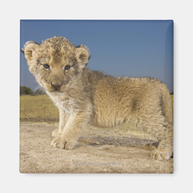 Aussicht auf die junge Löwenkuppe (Panthera leo),  Magnet (Vorne)