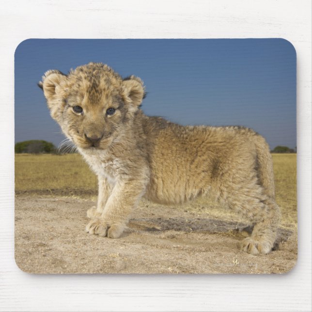 Aussicht auf die junge Löwenkuppe (Panthera leo),  Mousepad (Vorne)