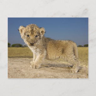 Aussicht auf die junge Löwenkuppe (Panthera leo), Postkarte