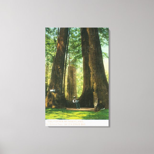 Aussicht auf die Redwood-Twins im Großen Baumbesta Leinwanddruck (Vorderseite)