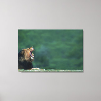 Aussicht auf eine Löwe (Panthera leo), die den Mun Leinwanddruck