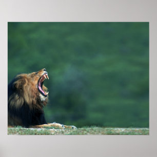 Aussicht auf eine Löwe (Panthera leo), die den Mun Poster