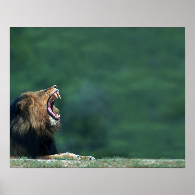 Aussicht auf eine Löwe (Panthera leo), die den Mun Poster (Vorne)