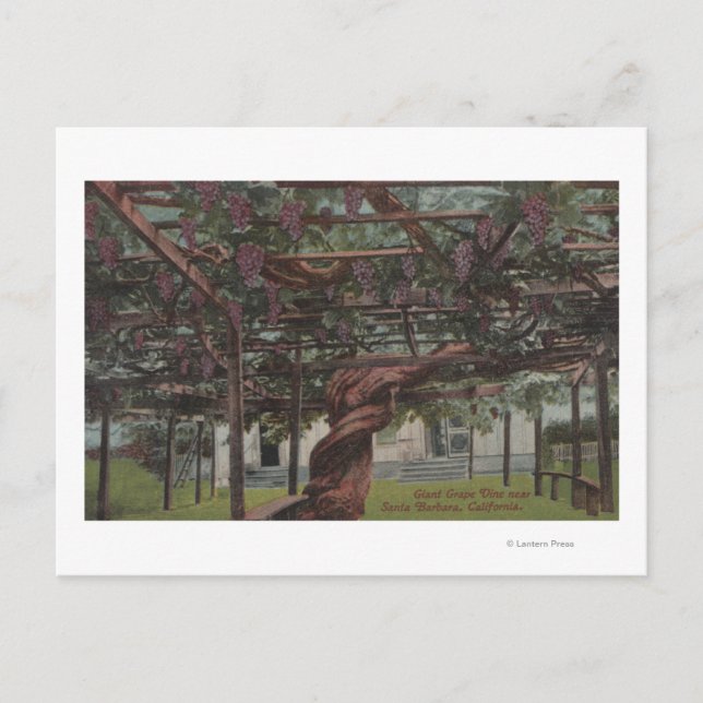 Aussicht auf einen Riesentraubstock Postkarte (Vorderseite)