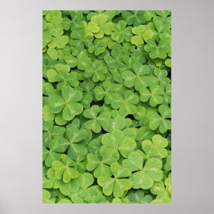 Aussicht auf Oxalis Oregana Wald Sorrel Foliage Poster