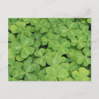 Aussicht auf Oxalis Oregana Wald Sorrel Foliage