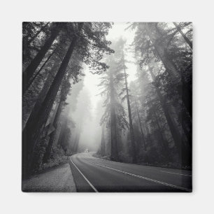 Aussicht auf Sequoia-Bäume im Wald Magnet