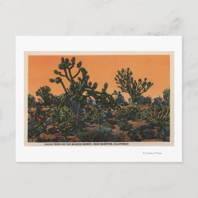 Aussicht auf Yucca-Bäume in der Mohave-Wüste Postkarte (Vorderseite)