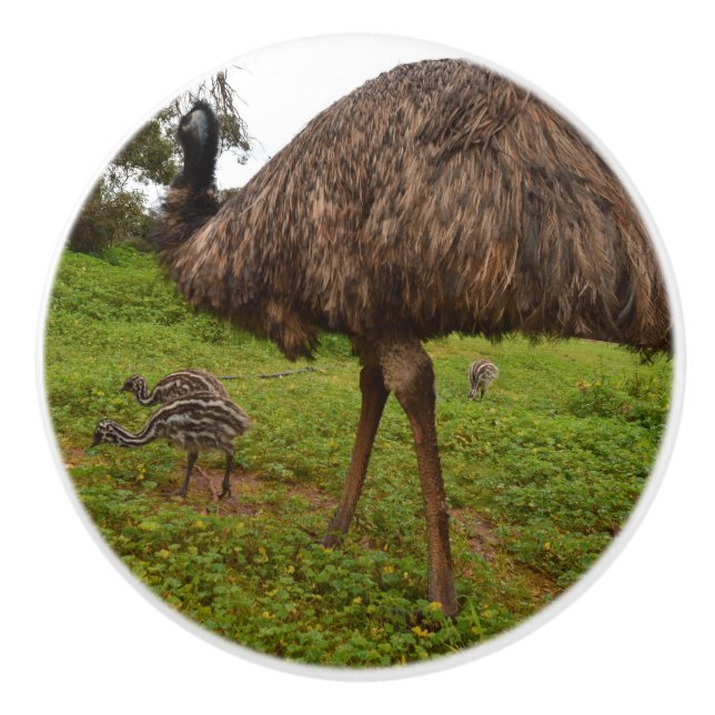 Aussie Emu mit Chicks, Keramikknauf (Vorderseite)