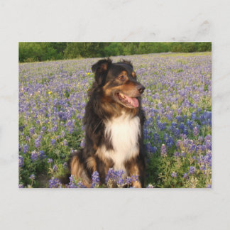 Aussie in den Bluebonnets Postkarte