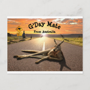 Aussie Kangaroo Postcard Postkarte