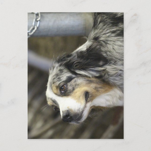 Aussie Postkarte (Vorderseite)