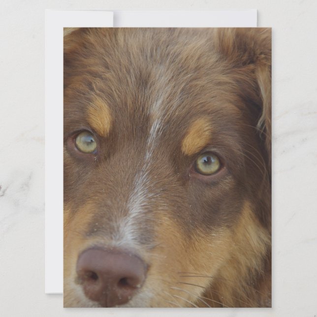 aussie red tri pup (Vorderseite)