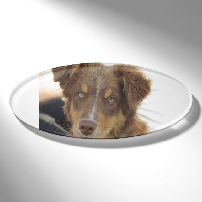 aussie red tri pup namenschild (Vorderseite)
