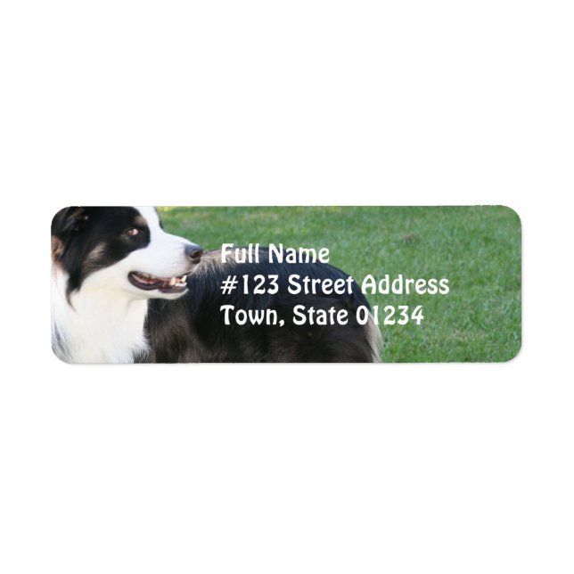 Aussie Shepherd Rücksendeadresse Mailing Labels (Vorne)