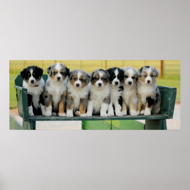 Aussie Wagon Fun Poster (Vorne)