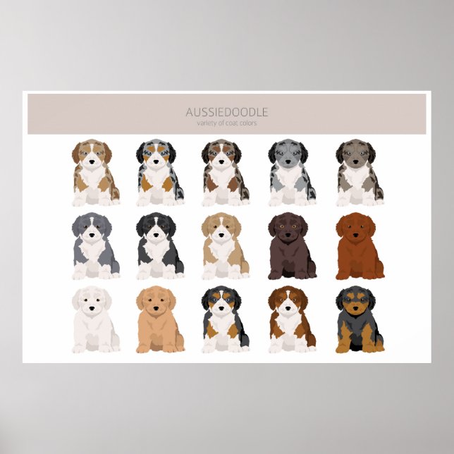 Aussiedoodle Welpe Fell Farben Poster (Vorne)