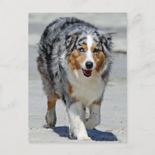 Aussies - 1. Tag der Sommerstrandspaziergang Postkarte