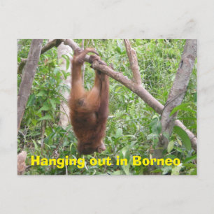 Ausspannen in Borneo Funny Animals Postkarte