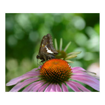 AUSSTELLUNG VON POSTER