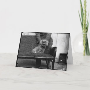 Ausstellungs-Katzen-Verein - Mondial 493 Karte