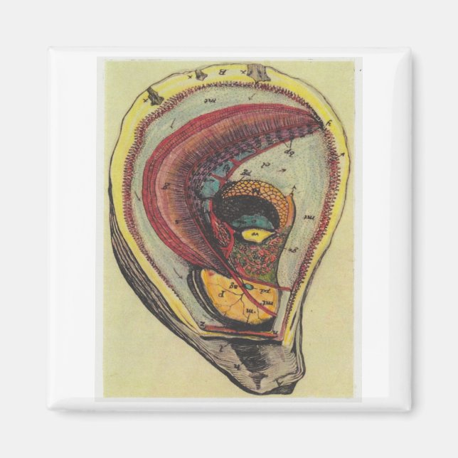 Auster Magnet (Vorne)