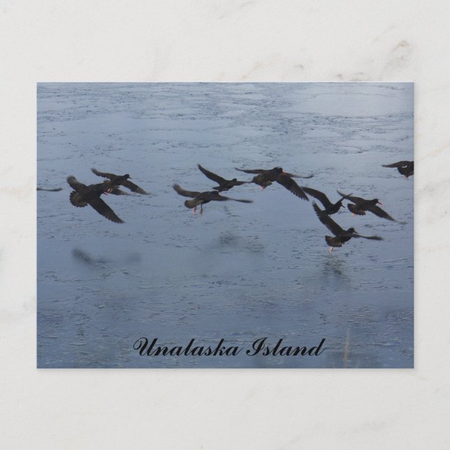 Austernfänger im Flight, Insel Unalaska Postkarte (Vorderseite)