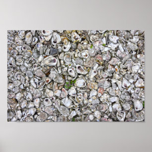 Austernfische, Apalachicola, Florida Poster