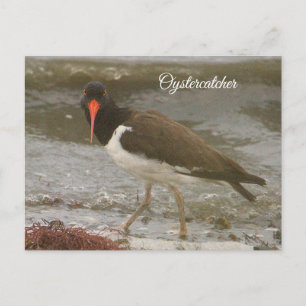 Austernfischer Foto-Postkarte Feiertagspostkarte