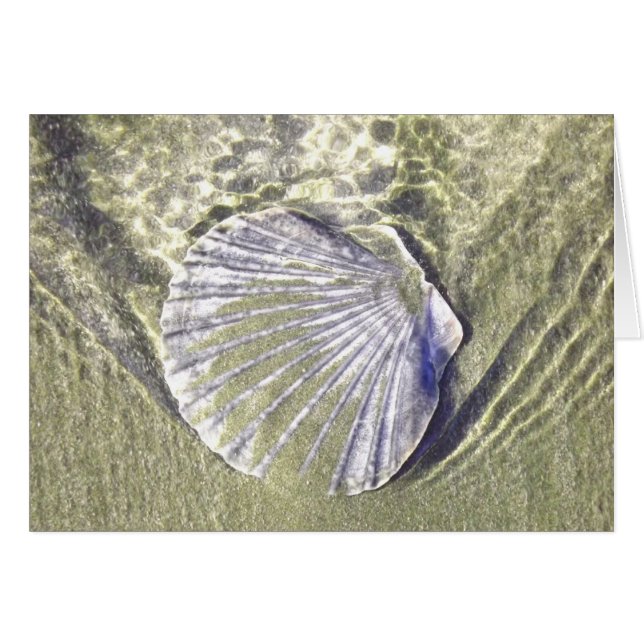 Austernunterwasser-Muschel (Vorderseite (Horizontal))